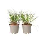 Iarbă cu degete - 2 buc. - Panicum Virgatum 'Squaw' - Înălțime 40-60cm - ⌀23cm