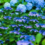 Hortensie - Hydrangea serrata 'Summerglow' - Înălţime 25-40cm - ⌀19cm