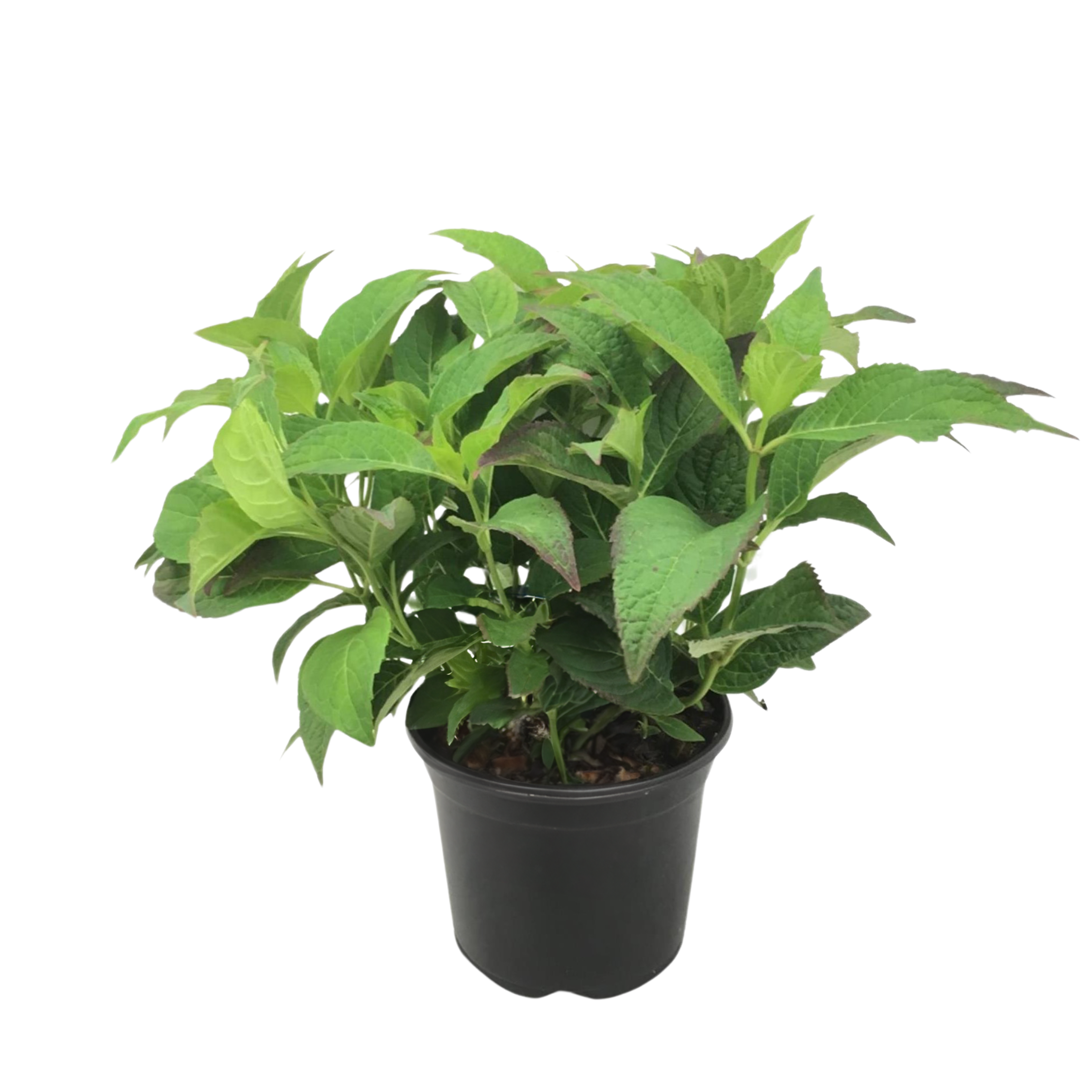Hortensie - Hydrangea serrata 'Summerglow' - Înălţime 25-40cm - ⌀19cm