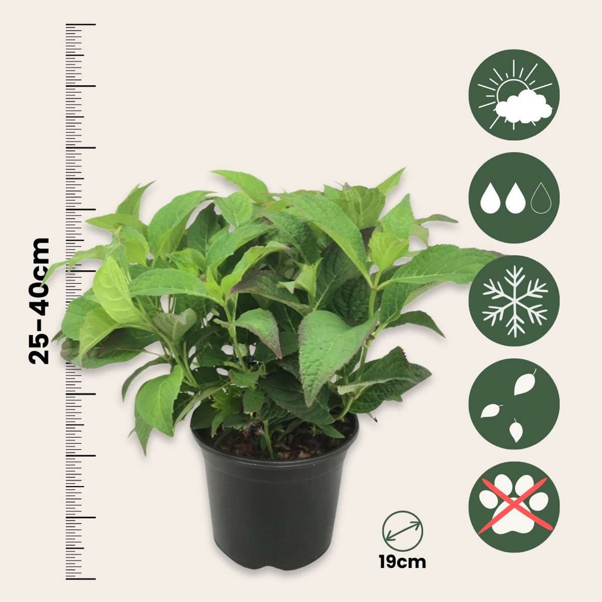 Hortensie - Hydrangea serrata 'Summerglow' - Înălţime 25-40cm - ⌀19cm