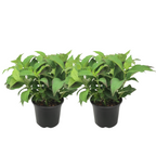 Hortensie - 2 buc - Hydrangea serrata 'Summerglow' - Înălţime 25-40cm - ⌀19cm