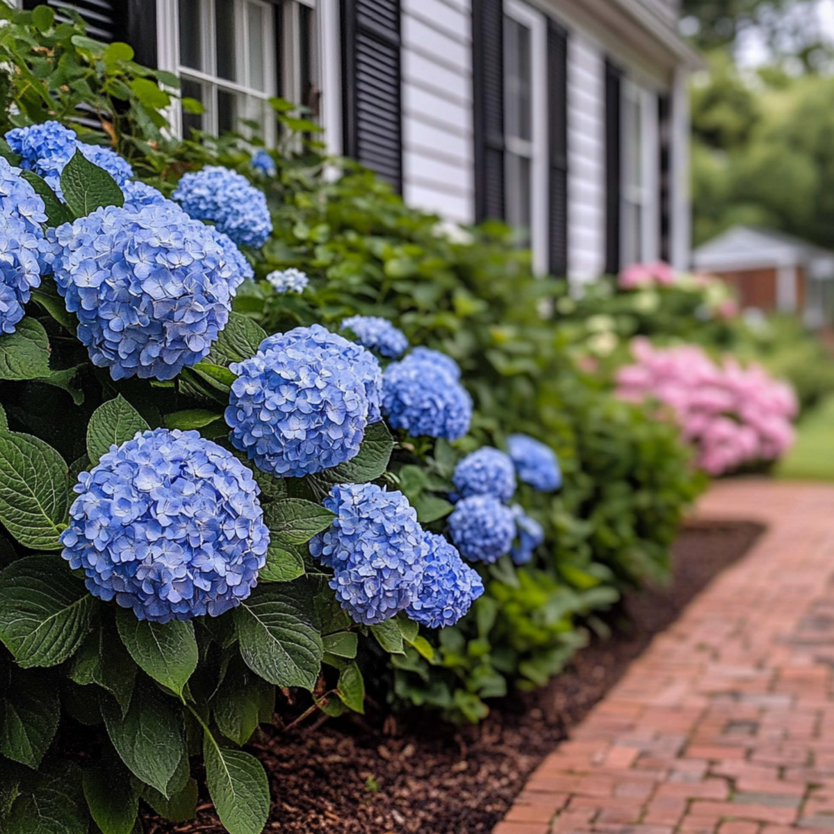 Hortensie - 4 buc - Hydrangea serrata 'Summerglow' - Înălţime 25-40cm - ⌀19cm