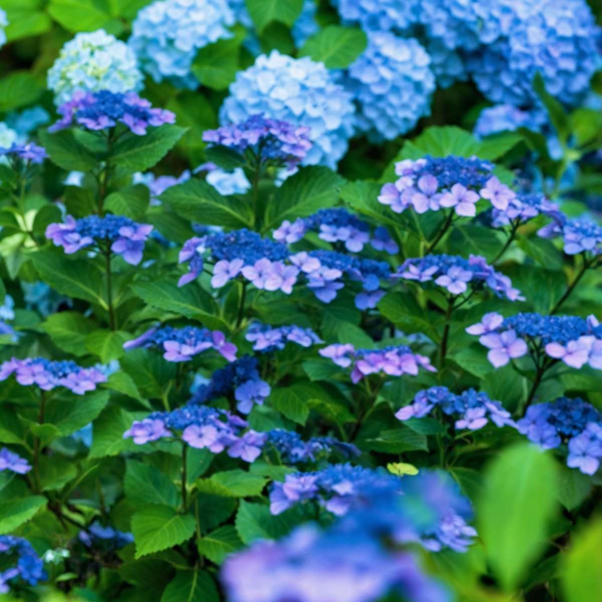 Hortensie - 4 buc - Hydrangea serrata 'Summerglow' - Înălţime 25-40cm - ⌀19cm
