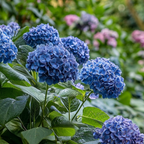 Hortensie - 4 buc - Hydrangea serrata 'Summerglow' - Înălţime 25-40cm - ⌀19cm