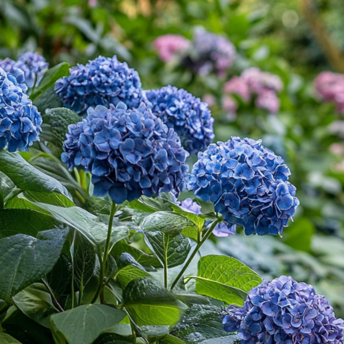 Hortensie - 4 buc - Hydrangea serrata 'Summerglow' - Înălţime 25-40cm - ⌀19cm