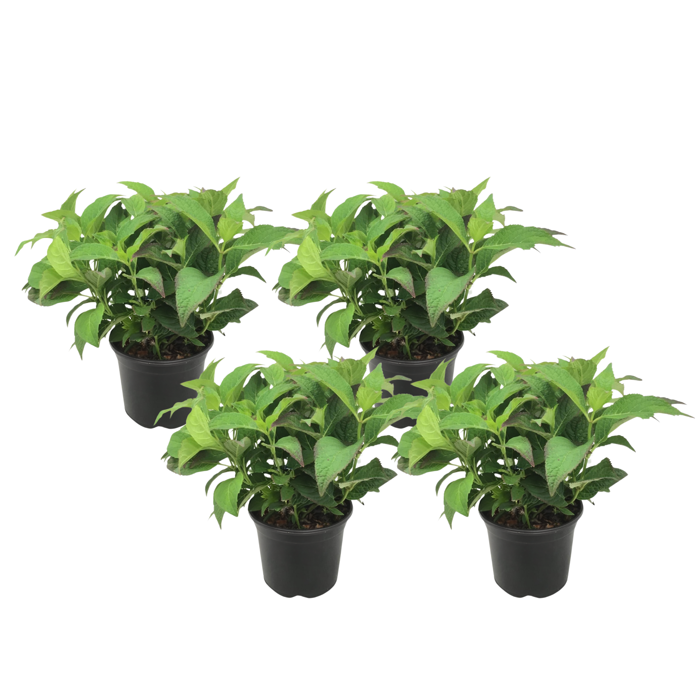 Hortensie - 4 buc - Hydrangea serrata 'Summerglow' - Înălţime 25-40cm - ⌀19cm