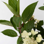 Hortensie - Hydrangea paniculata 'Early Harry' - Înălţime 25-40cm - ⌀19cm