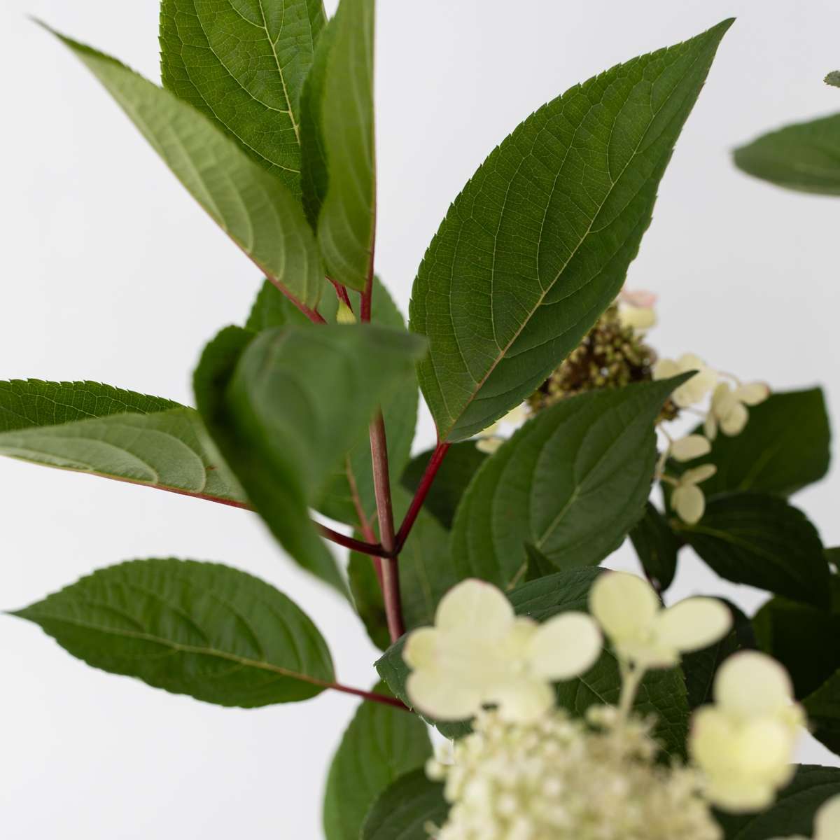 Hortensie - Hydrangea paniculata 'Early Harry' - Înălţime 25-40cm - ⌀19cm