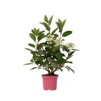Hortensie - Hydrangea paniculata 'Early Harry' - Înălţime 25-40cm - ⌀19cm