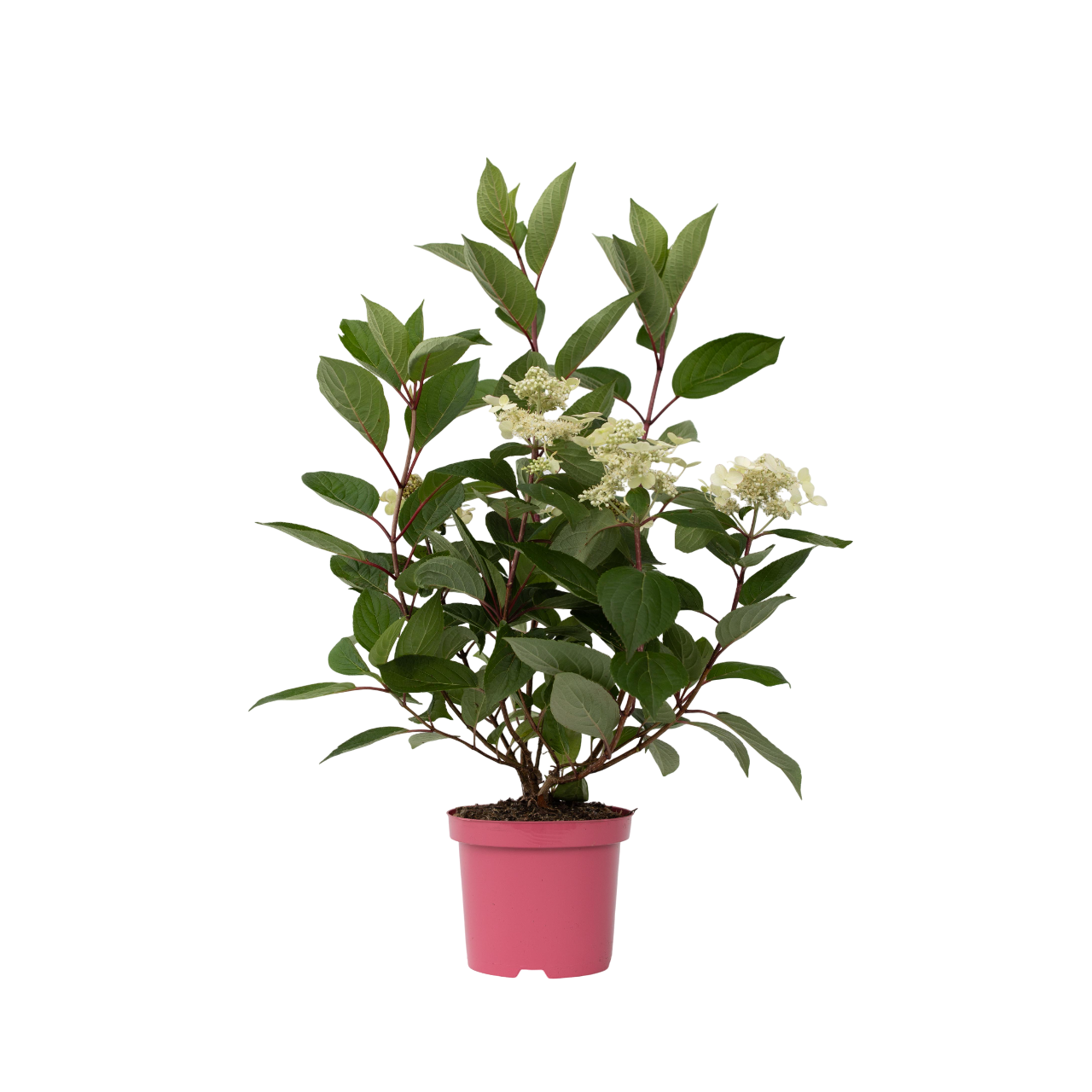 Hortensie - Hydrangea paniculata 'Early Harry' - Înălţime 25-40cm - ⌀19cm
