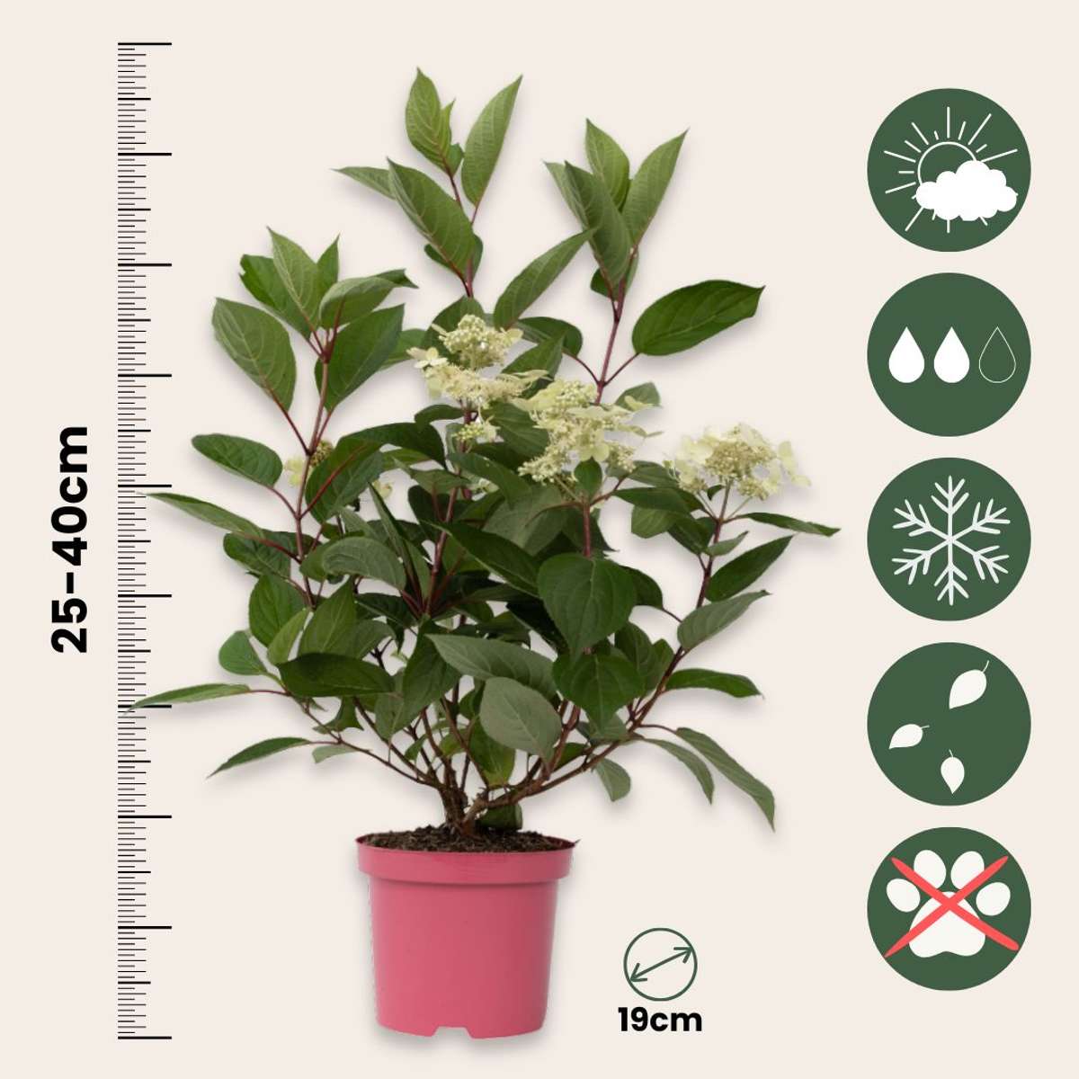 Hortensie - Hydrangea paniculata 'Early Harry' - Înălţime 25-40cm - ⌀19cm