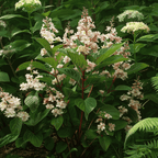 Hortensie - 2 buc - Hydrangea paniculata 'Early Harry' - În. 25-40cm - ⌀19cm