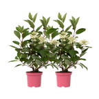 Hortensie - 2 buc - Hydrangea paniculata 'Early Harry' - În. 25-40cm - ⌀19cm