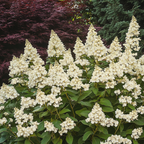 Hortensie - Hydrangea paniculata 'Candlelight' - Înălţime 25-40cm - ⌀19cm