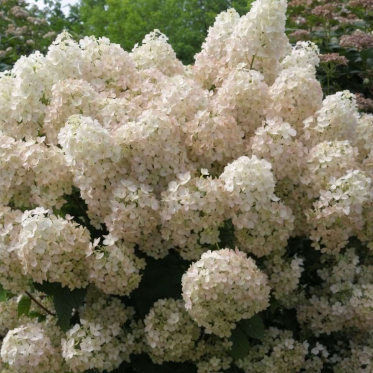 Hortensie - Hydrangea paniculata 'Bobo' - Înălţime 25-40cm - ⌀19cm