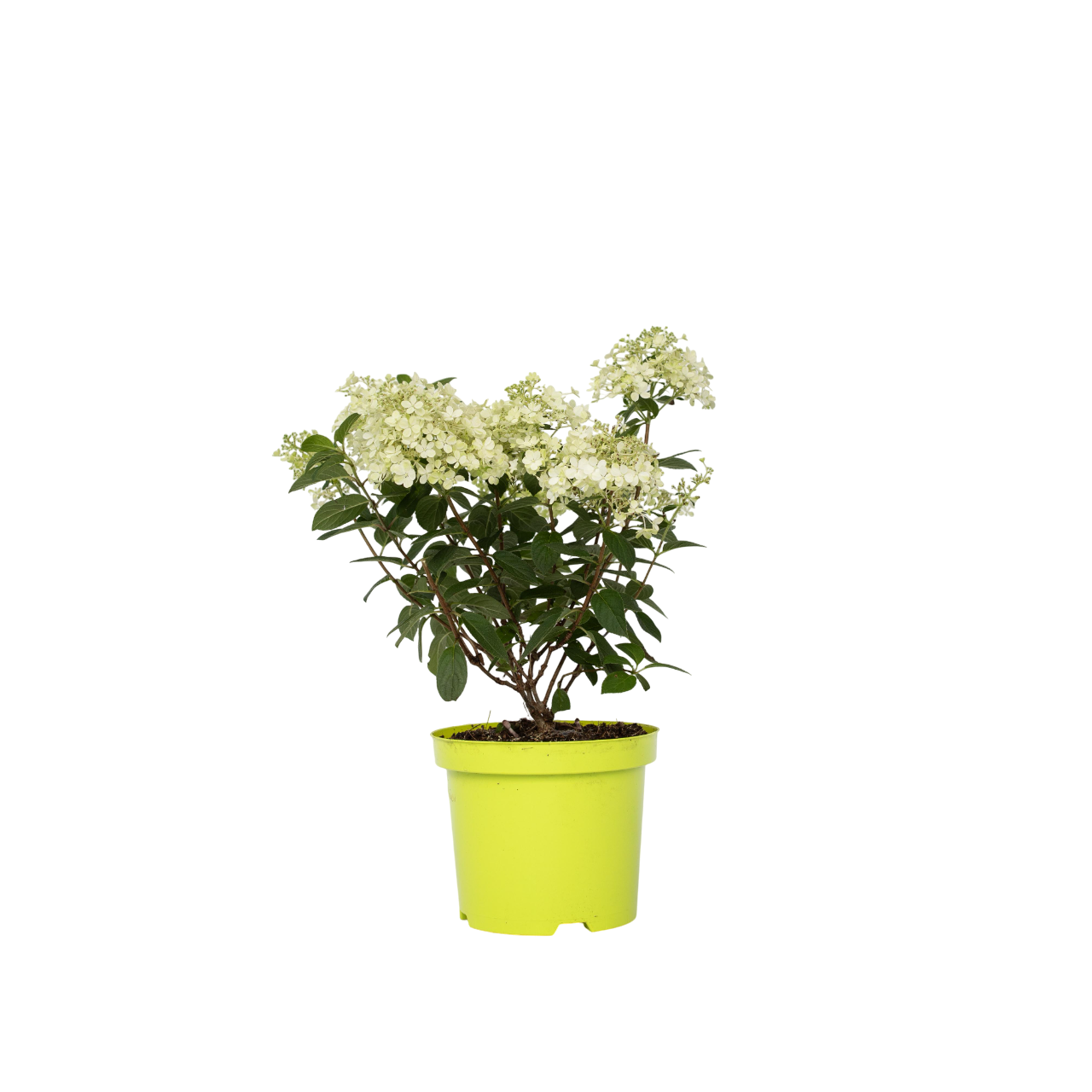 Hortensie - Hydrangea paniculata 'Bobo' - Înălţime 25-40cm - ⌀19cm