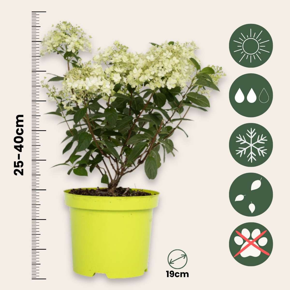 Hortensie - Hydrangea paniculata 'Bobo' - Înălţime 25-40cm - ⌀19cm
