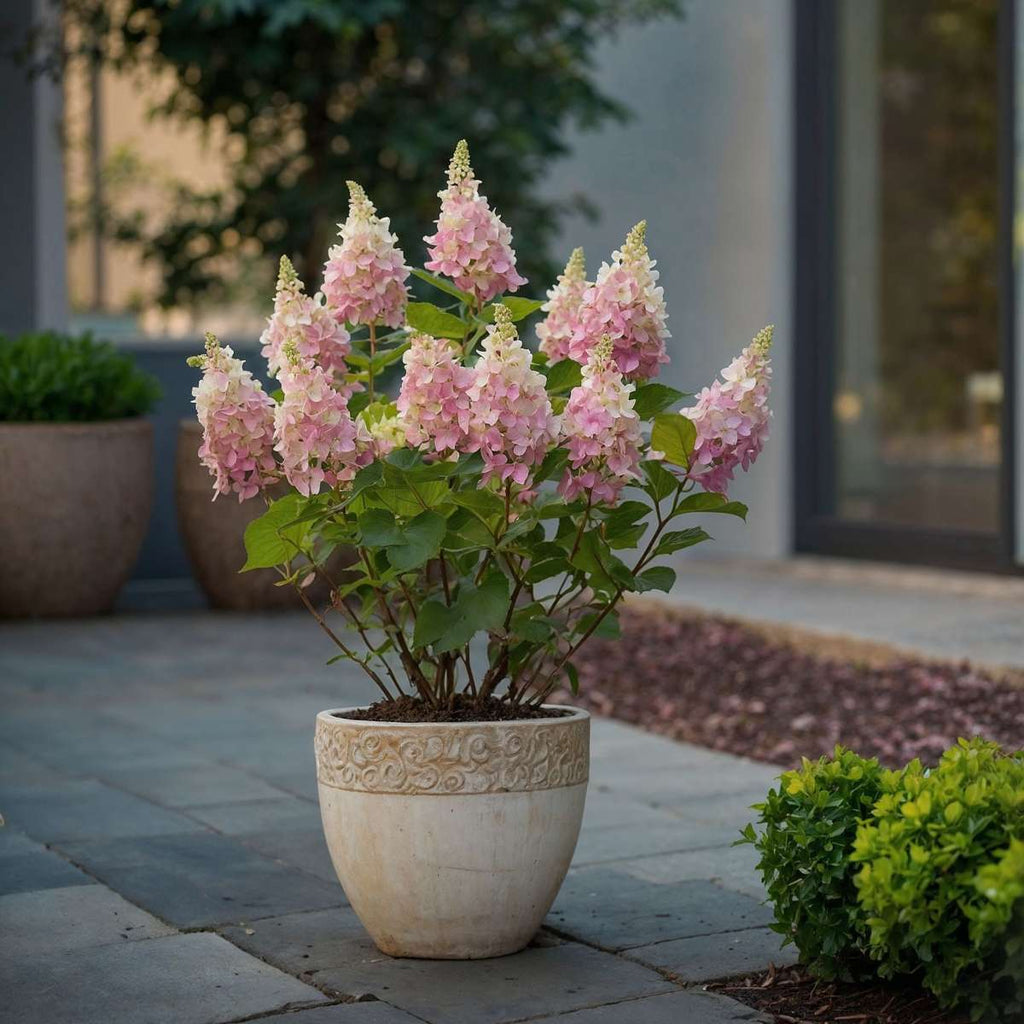 Hortensie - Hydrangea paniculata 'Pinky Winky' - Înălţime 25-40cm - ⌀19cm