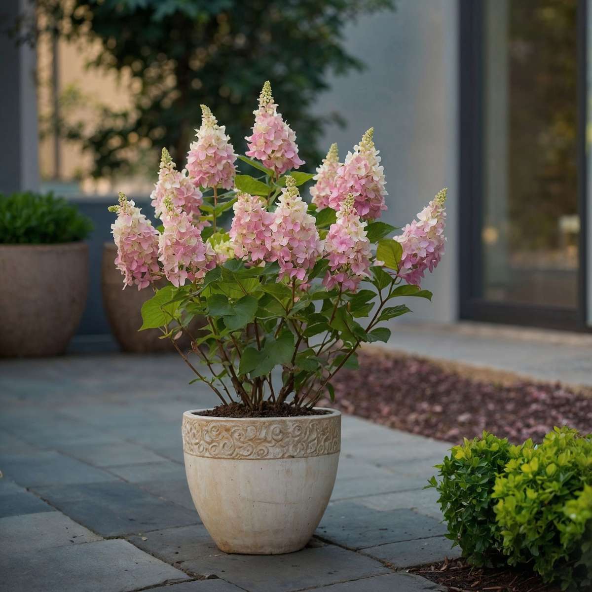 Hortensie - Hydrangea paniculata 'Pinky Winky' - Înălţime 25-40cm - ⌀19cm