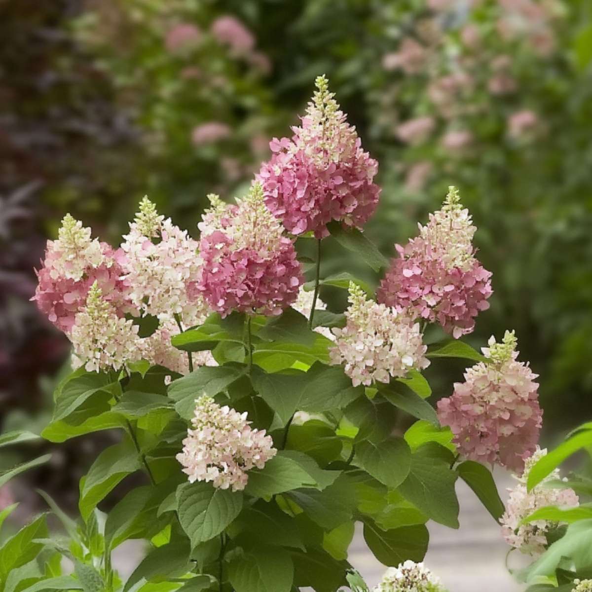 Hortensie - Hydrangea paniculata 'Pinky Winky' - Înălţime 25-40cm - ⌀19cm