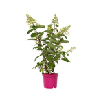 Hortensie - Hydrangea paniculata 'Pinky Winky' - Înălţime 25-40cm - ⌀19cm