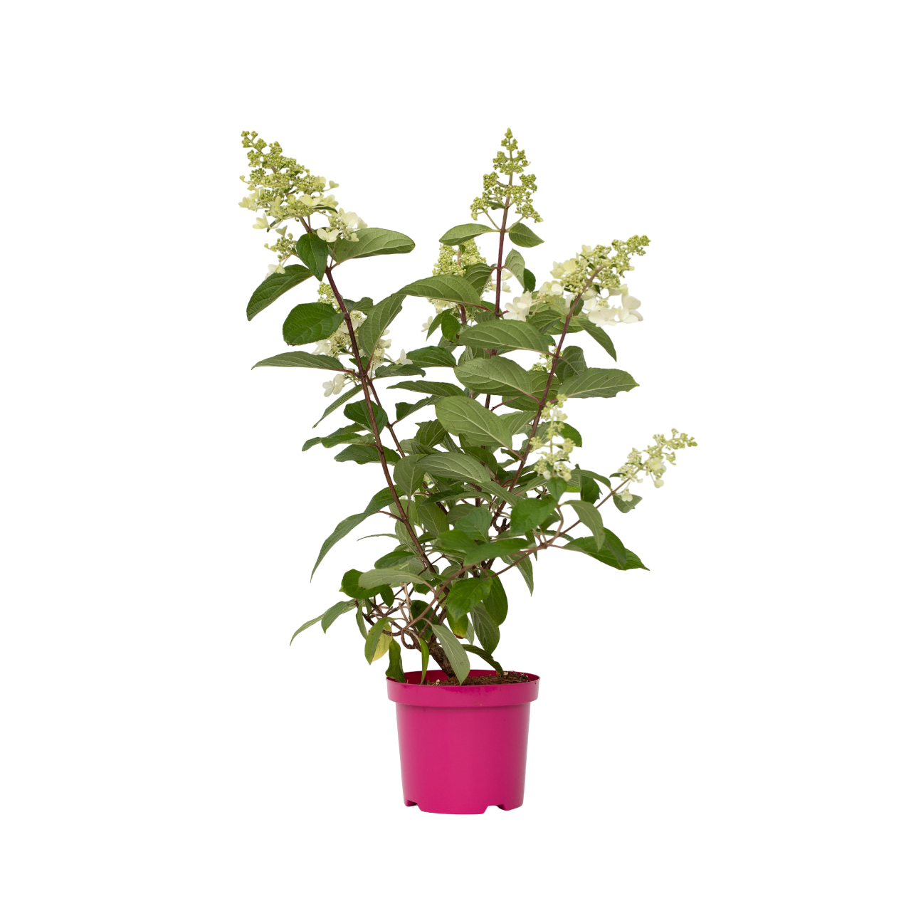 Hortensie - Hydrangea paniculata 'Pinky Winky' - Înălţime 25-40cm - ⌀19cm