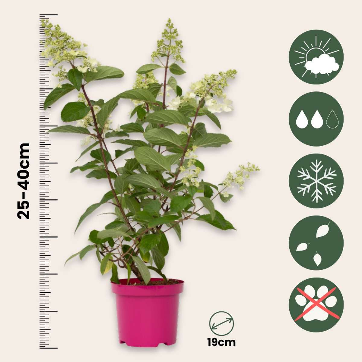 Hortensie - Hydrangea paniculata 'Pinky Winky' - Înălţime 25-40cm - ⌀19cm