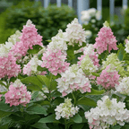 Hortensie - 2 buc - Hydrangea paniculata 'Pinky Winky' - În. 25-40cm - ⌀19cm