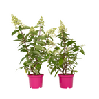 Hortensie - 2 buc - Hydrangea paniculata 'Pinky Winky' - În. 25-40cm - ⌀19cm