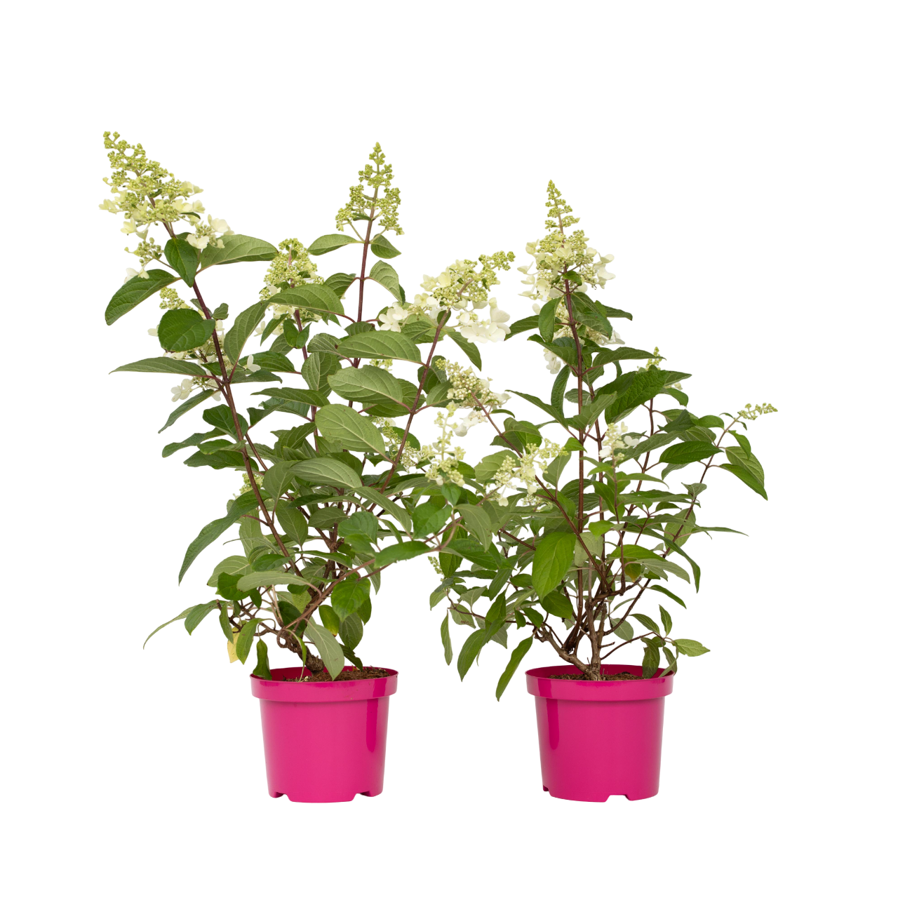 Hortensie - 2 buc - Hydrangea paniculata 'Pinky Winky' - În. 25-40cm - ⌀19cm