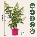 Hortensie - 2 buc - Hydrangea paniculata 'Pinky Winky' - În. 25-40cm - ⌀19cm