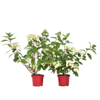 Hortensie - 2 buc - Hydrangea paniculata 'Wim's Red' - Înălţime 25-40cm - ⌀19cm