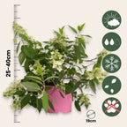 Hortensie - Hydrangea paniculata 'Confetti' - Înălţime 25-40cm - ⌀19cm