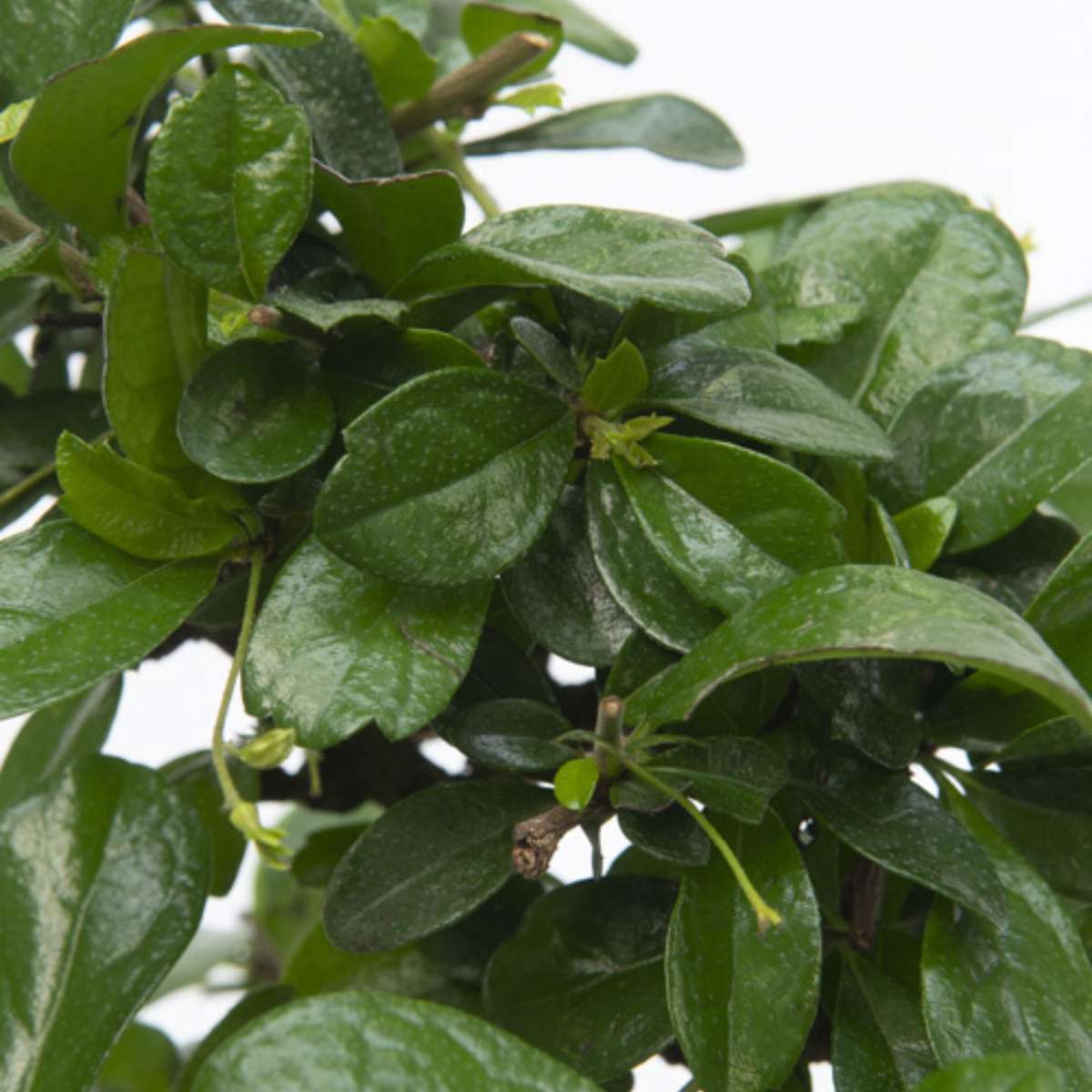 Arborele bonsai - Carmona microphylla - Înălţime 20-30cm - ⌀15cm