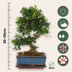 Arborele bonsai - Carmona microphylla - Înălţime 20-30cm - ⌀15cm
