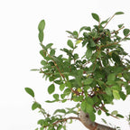 Arborele bonsai - Zelkova serrata - Înălţime 20-25cm - ⌀15cm