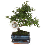 Arborele bonsai - Zelkova serrata - Înălţime 20-25cm - ⌀15cm