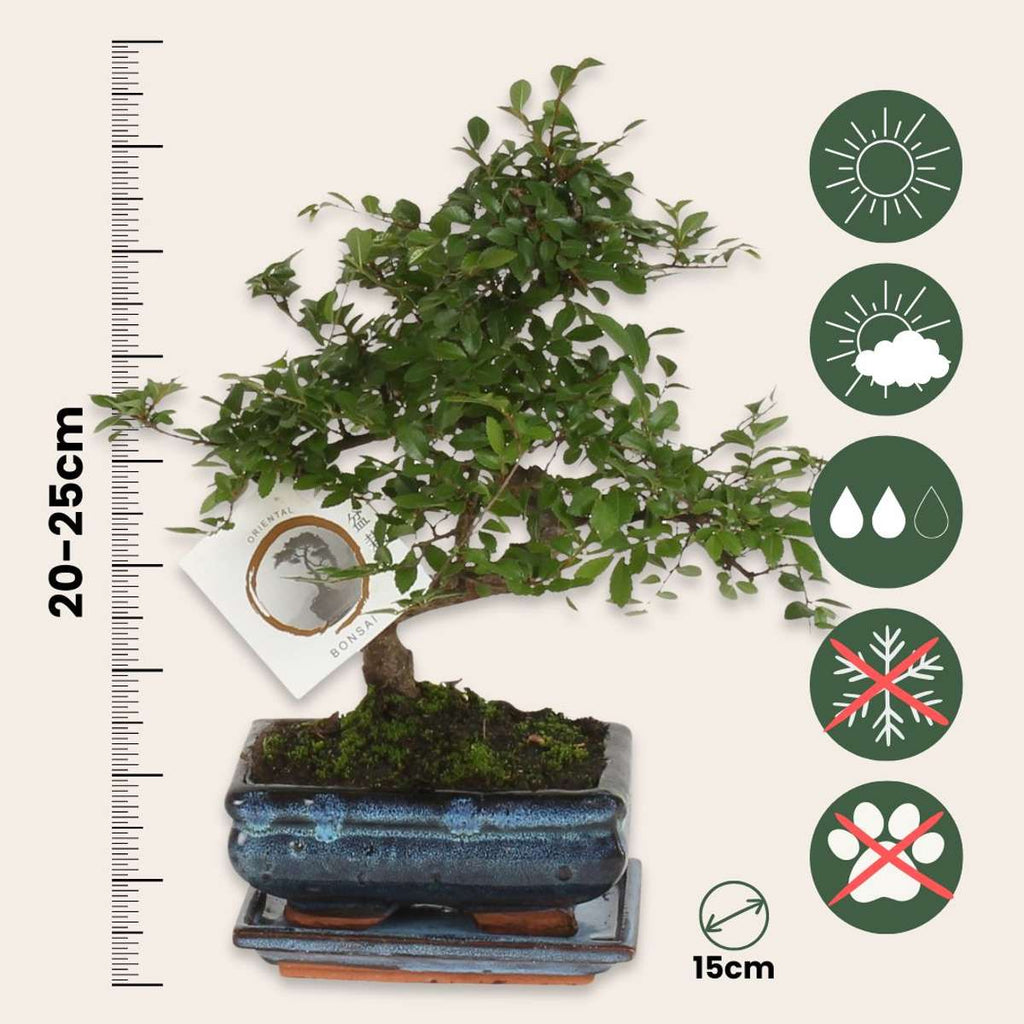 Arborele bonsai - Zelkova serrata - Înălţime 20-25cm - ⌀15cm