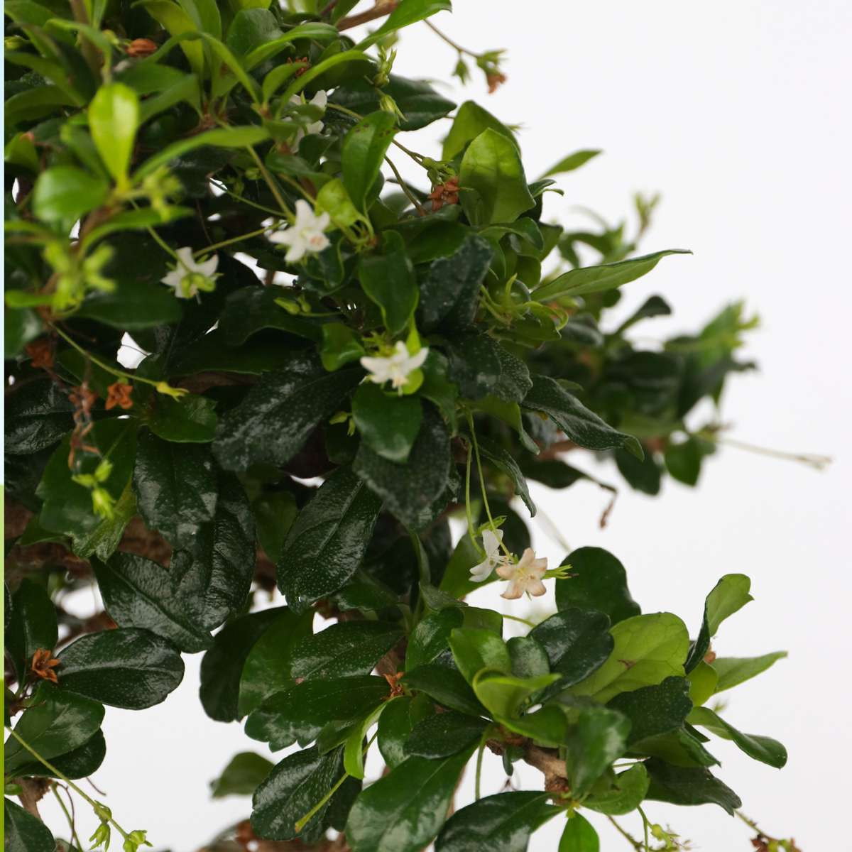 Arborele bonsai - Carmona microphylla - Înălţime 25-30cm - ⌀20cm