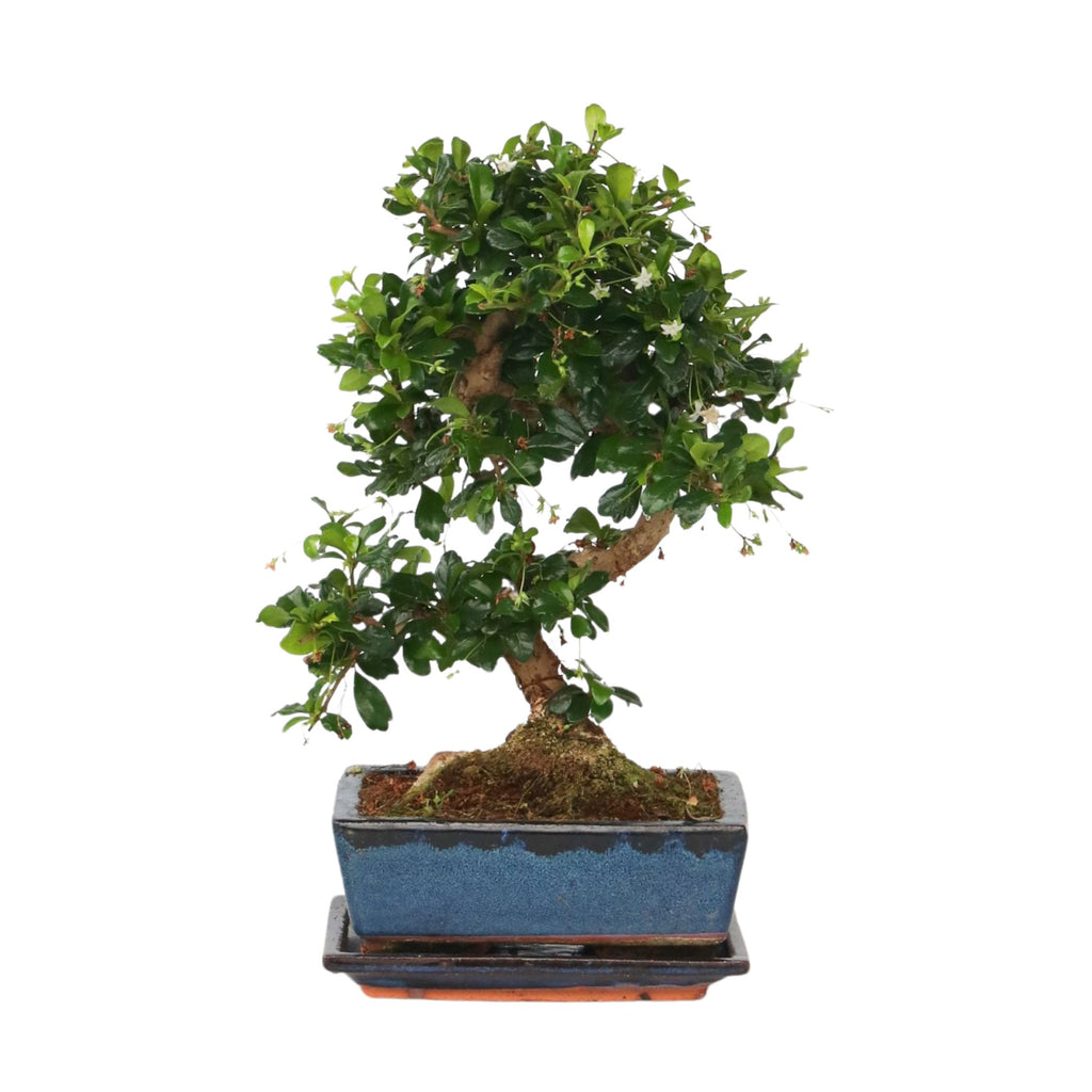 Arborele bonsai - Carmona microphylla - Înălţime 25-30cm - ⌀20cm