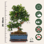 Arborele bonsai - Carmona microphylla - Înălţime 25-30cm - ⌀20cm