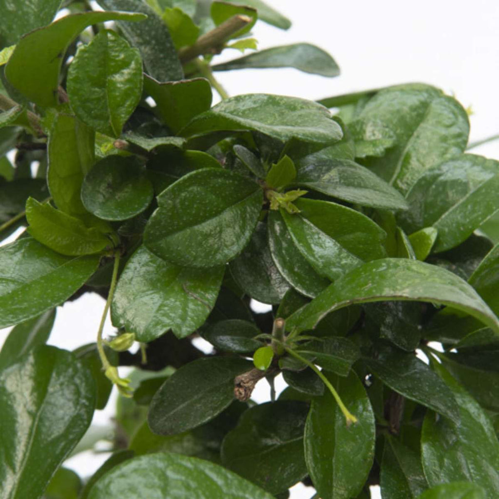 Arborele bonsai - Carmona microphylla - Înălţime 25-30cm - ⌀15cm