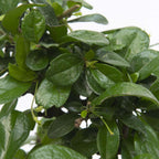 Arborele bonsai - Carmona microphylla - Înălţime 25-30cm - ⌀15cm