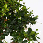 Arborele bonsai - Carmona microphylla - Înălţime 25-30cm - ⌀15cm