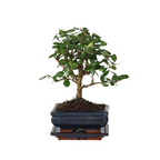 Arborele bonsai - Carmona microphylla - Înălţime 25-30cm - ⌀15cm