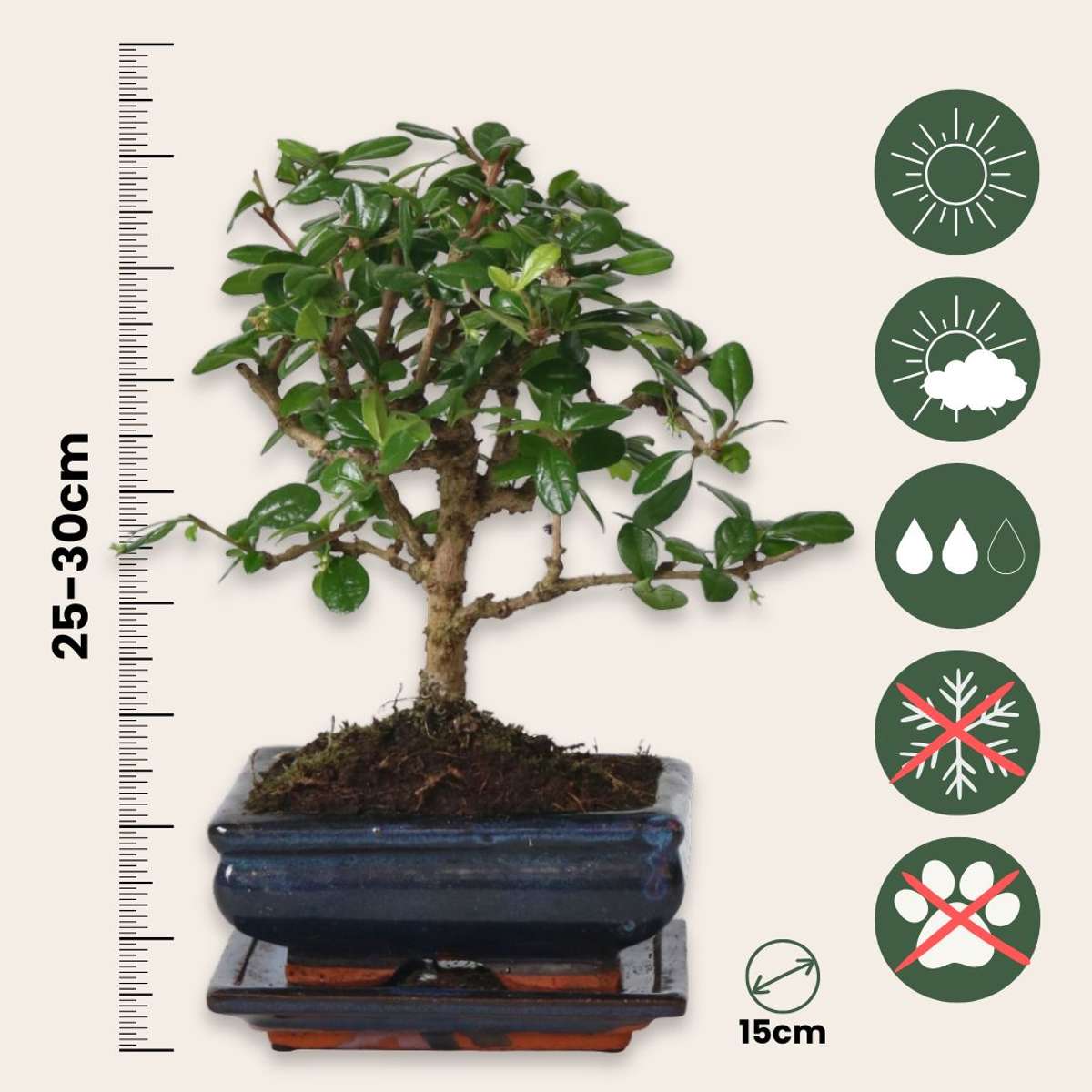 Arborele bonsai - Carmona microphylla - Înălţime 25-30cm - ⌀15cm