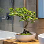 Arborele bonsai - Zelkova serrata - Înălţime 20-30cm - ⌀20cm