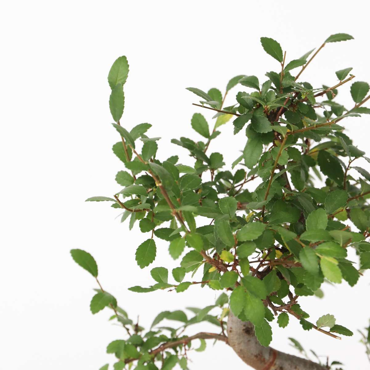 Arborele bonsai - Zelkova serrata - Înălţime 20-30cm - ⌀20cm