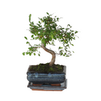 Arborele bonsai - Zelkova serrata - Înălţime 20-30cm - ⌀20cm