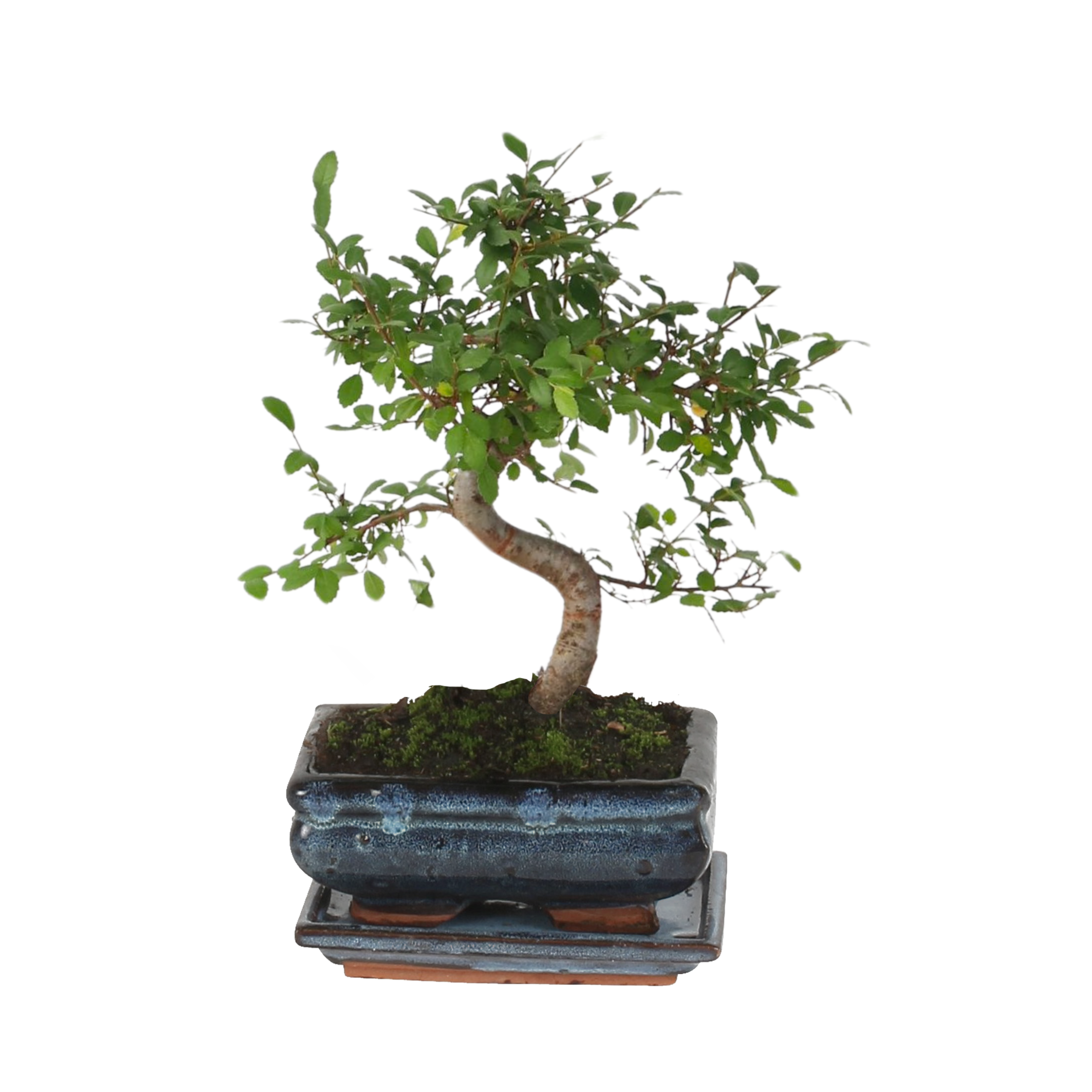 Arborele bonsai - Zelkova serrata - Înălţime 20-30cm - ⌀20cm